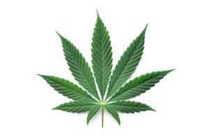 cannabis leaf on blank background